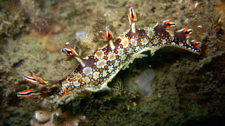 Illustration for article titled Striking Photographs Of Sea Slugs Expose The Alien World Under the Sea